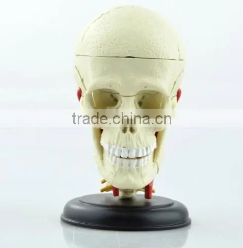 V-HM06 4D MASTER Brain skull brain model