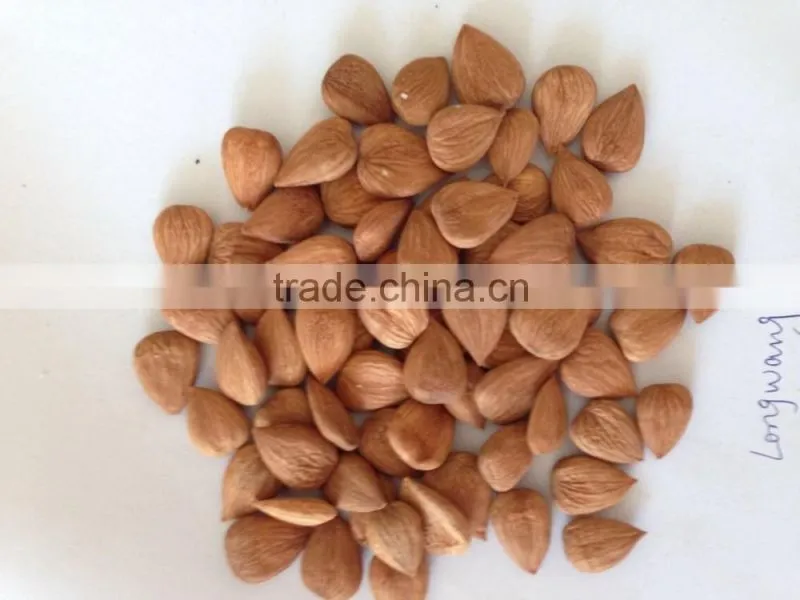 Longwang Bulk Sweet Apricot Kernels for Sales