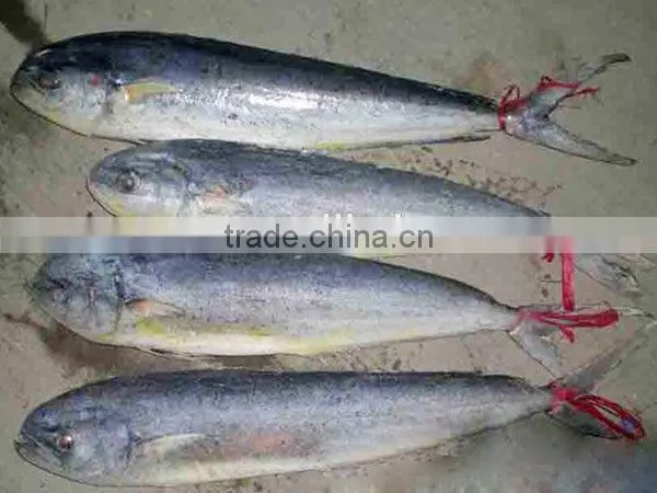 IQF frozen mahi mahi fish whole round