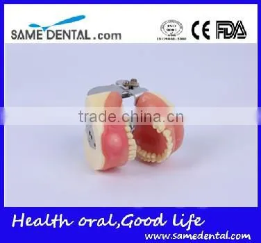Dental Surgical Integrated Model Teaching Demonstration Teeth Model