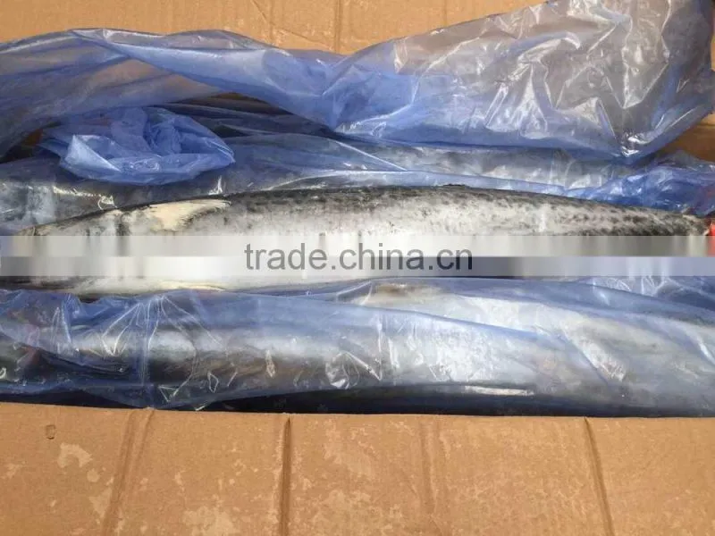 Best Quality Spanish Mackerel Frozen On Board