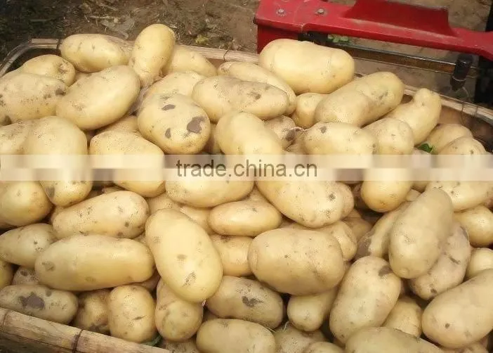 Holland Potato to Dubai Market for Sale