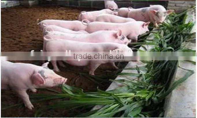 Fodder grass seeds Pennisetum hydridum grass seeds for growing-Hot sale