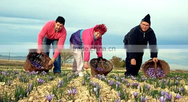 Organic Saffron