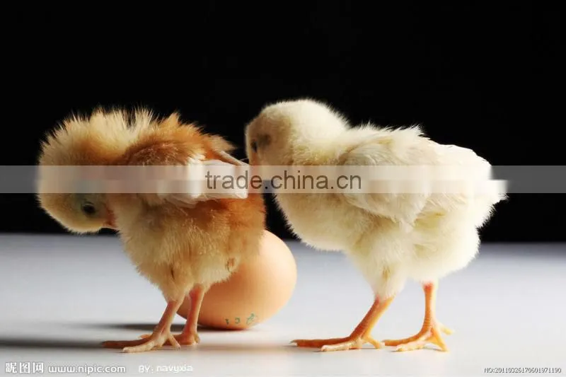 XSB-2 3168pcs chicken egg incubator