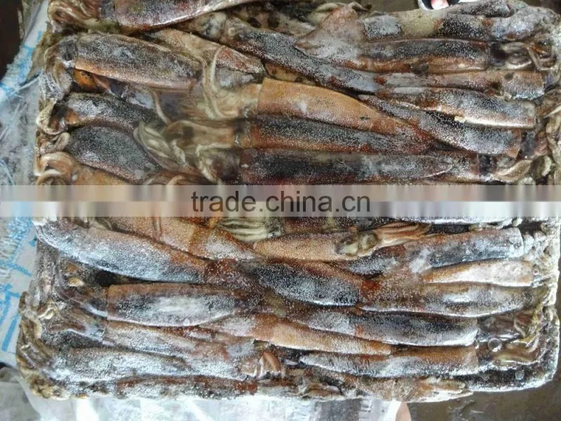 12.5kg/bag 100- frozen whole round illex squid