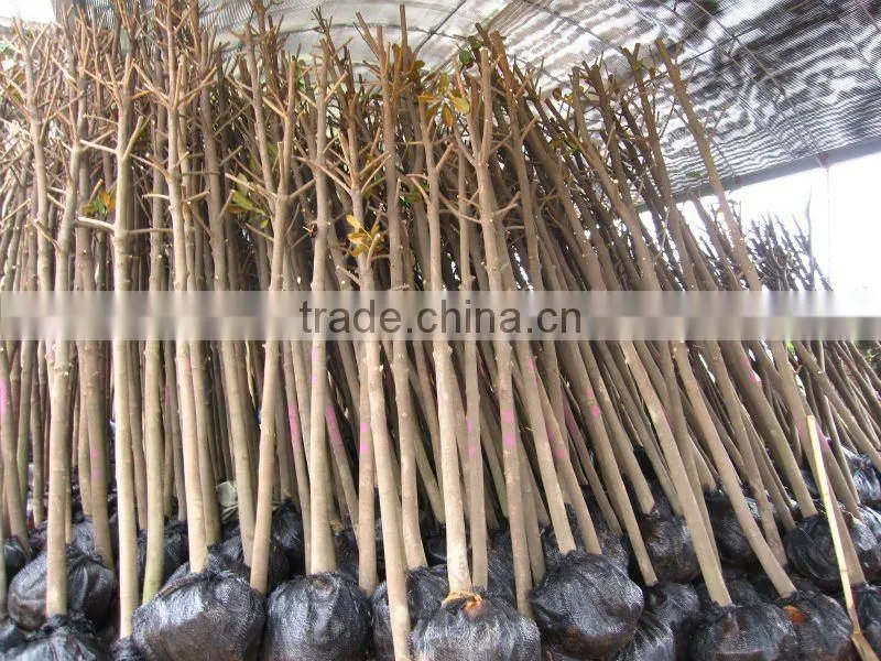 Magnolia grandiflora download from lorry