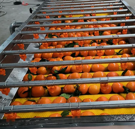 Crawfish Washing Machine Complete Sets of Crawfish Cleaning Cooking Processing Equipment Crawfish Production Line
