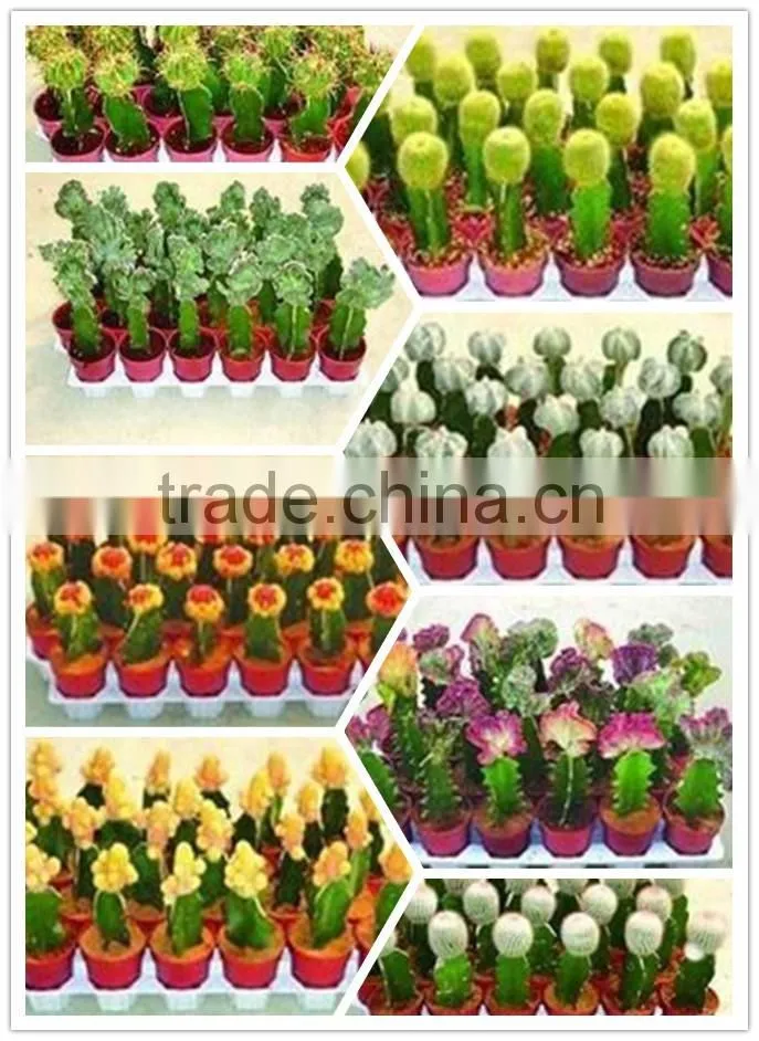 mini cactus succulent indoor plants bonsai nursery echinocactus grusonii cereus cacti opuntia dillenii cactaceae notocactus