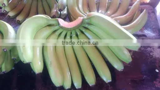 indian Banana