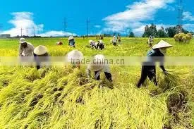 Glutinous Rice 5% broken