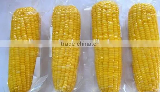 IQF frozen yellow corn cob in vacuum package
