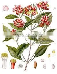Clove Oil
