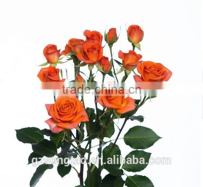 Chinese wonderful and beautiful Rose , similation 90%with hand touch artificial chinese rose for sale