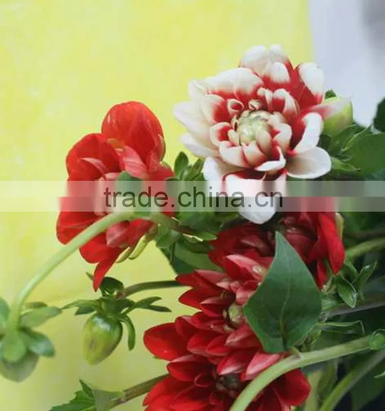 Cut Fresh latest dahlia plants