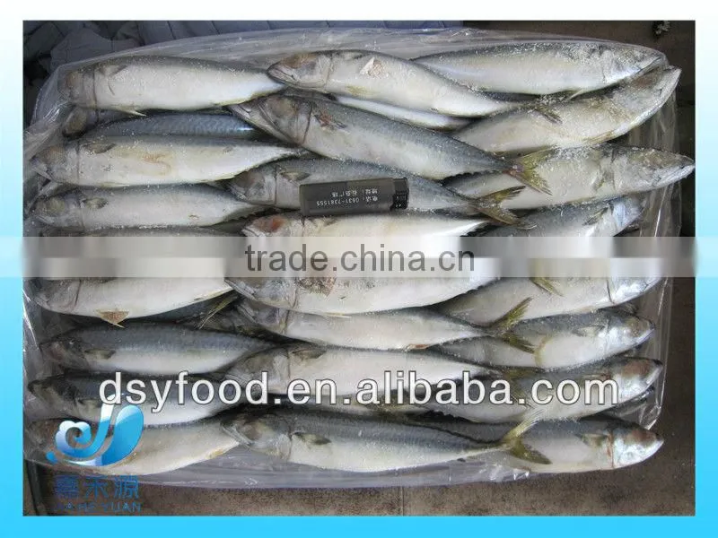 frozen pacific macherel