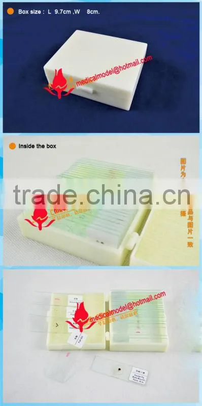 Microslide Microscope Glass Slide