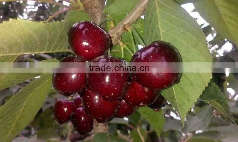 china paper bagged fresh cherries