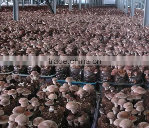 Frozen Shiitake Mushroom IQF Shiitake mushrooms