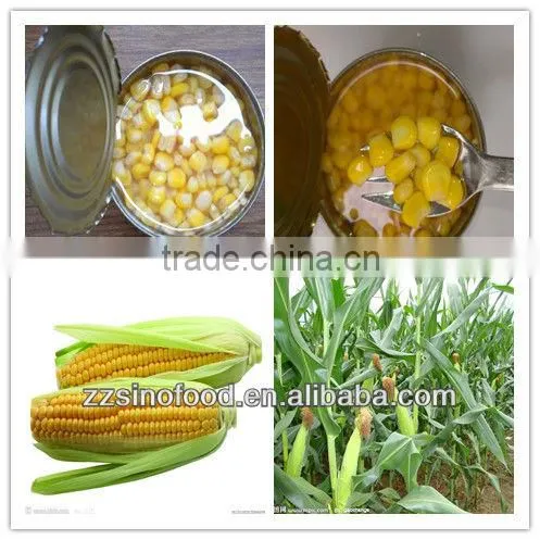 Canned Sweet corn in Brine Factory in China