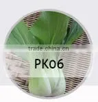 SQ03 Cuili excellent disease resistant f1 hybrid seeds of squash seeds