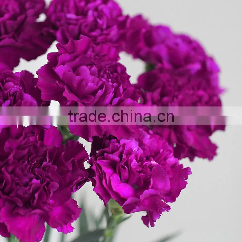 Wholesale fresh flowers purple carnation from China flower base
