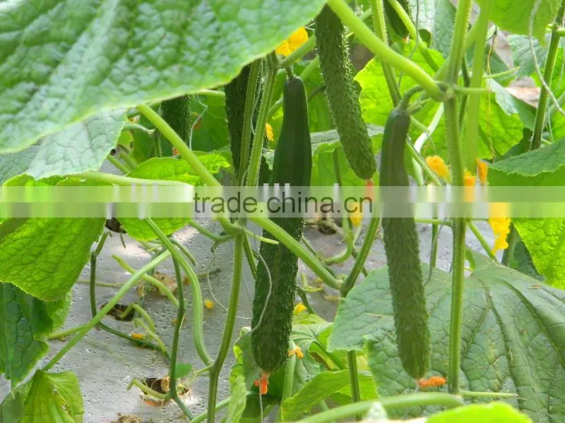 China ISO/ IMO /IAF supplier liquid chitosn oligo bio pesticide fertilizer for agriculture