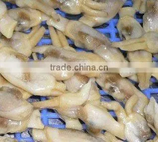 Feozen Vacuum Razor Clam Meat(200-300pcs)