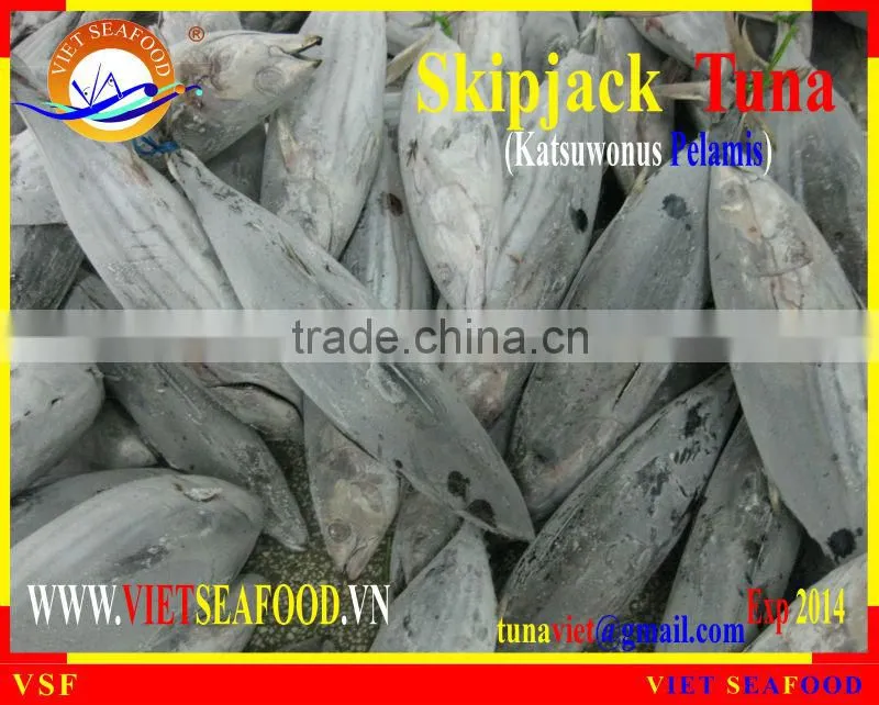 FROZEN SKIPJACK TUNA WHOLE ROUND