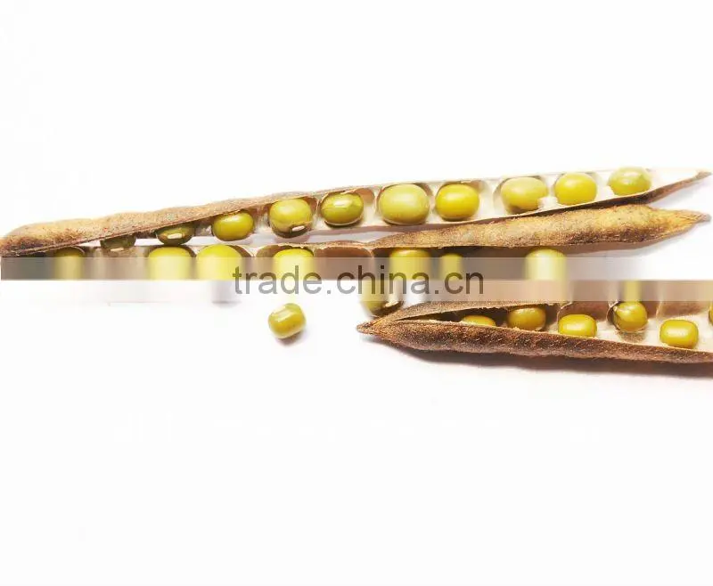 organic green mung bean