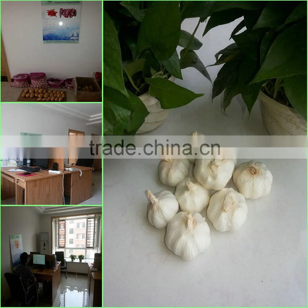 (A A A ) Pure white garlic: exports Europe and the United States, southeast Asia