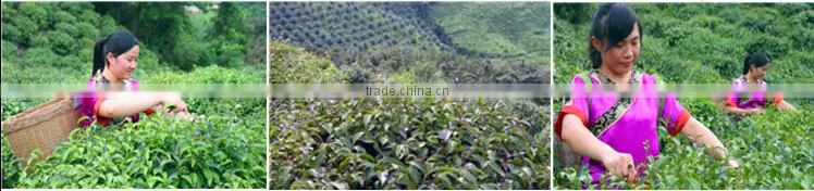 China supplier top grade black tea and herbal teabag looking for distributors in India