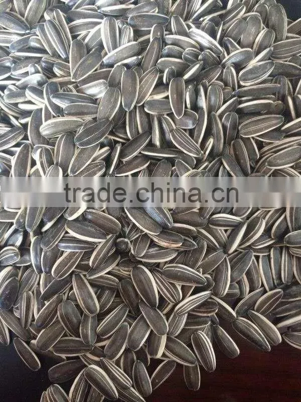 Cheap's new good Sunflower seed 5009