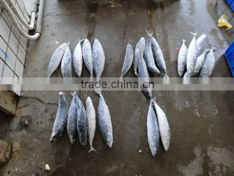 2014 Frozen pacific mackerel WR