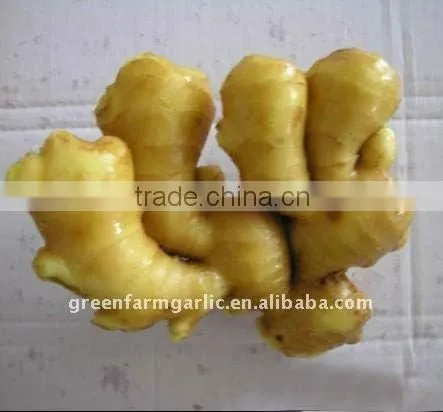New Ginger 150g and up In China
