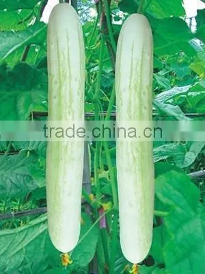 Hybrid Fi white cucumber seeds for growing-Shu Yan No.2
