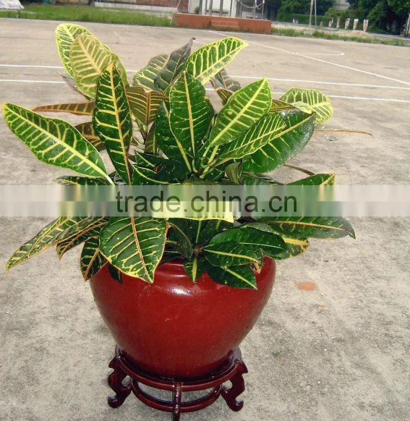 multi color leaves foliage Codiaeum variegatum of outdoor landscaping decorative ornamental plants