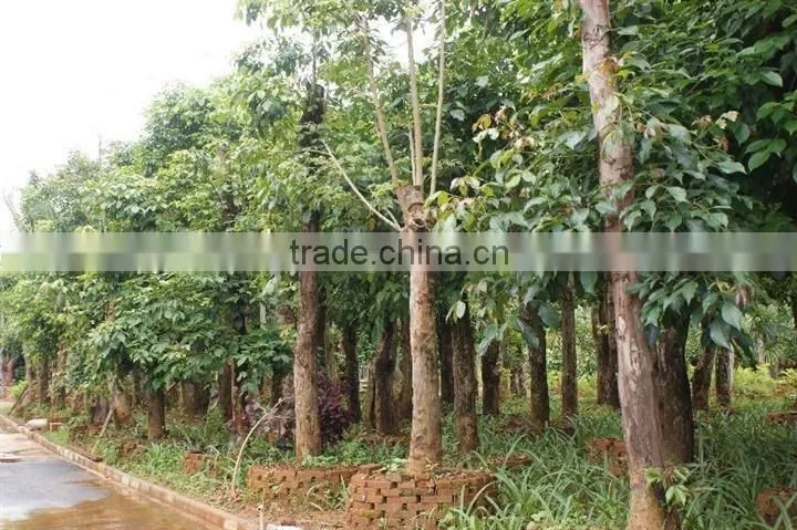 Big size Bischofia polycarpa tree seedling from China