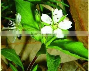 Heterophylly Falsestarwort Root Chinese herb