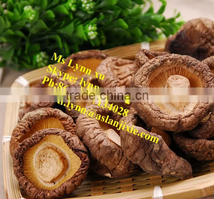 high quality mushroom /dry shiitake mushroom