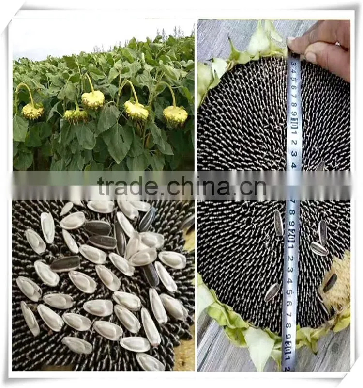 ROASTED AND SALTED SUNFLOWER SEEDS