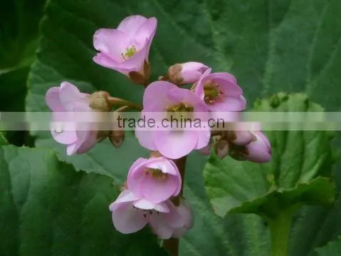 Bergeninum