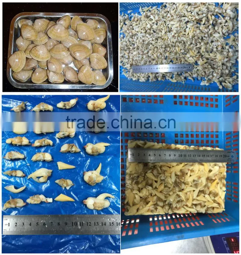 frozen yellow clam meat