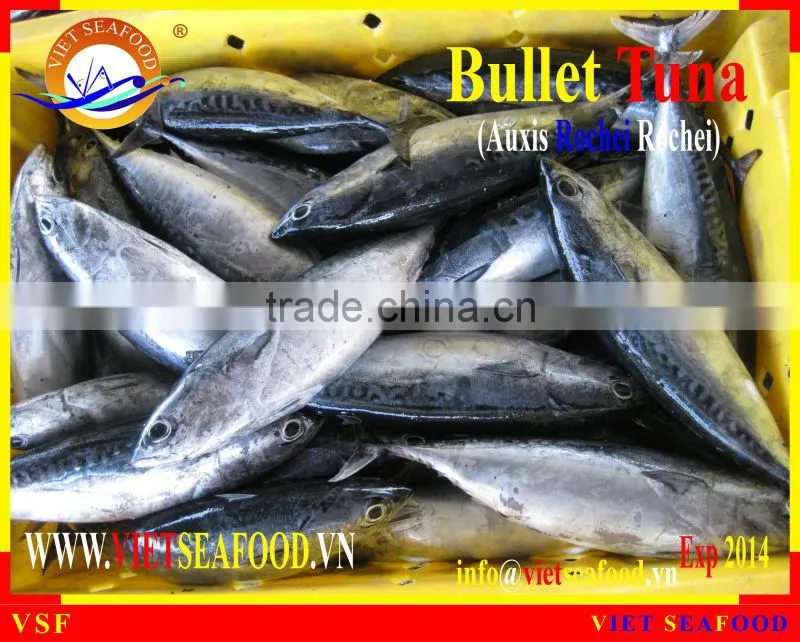 W/R FROZEN BULLET TUNA