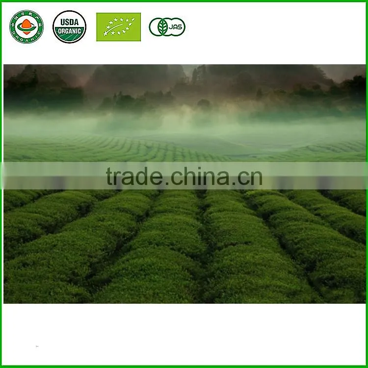 Chinese organic Green Tea loose leaf tea