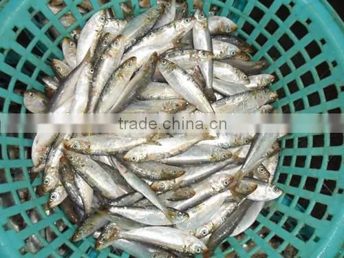 New coming frozen all types of sardine fishes 200-220 pcs