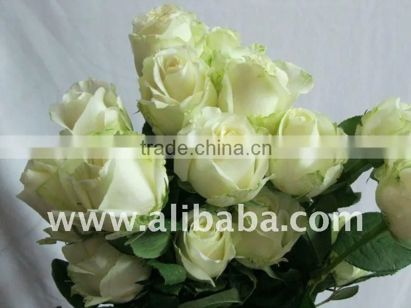 Fresh Cut White color Rose Flowers