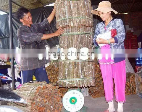 Broken Cassia With Best Price, hight quality