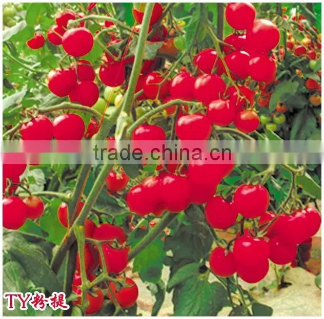 Hybrid high yield Cherry tomato seeds for growing-Pondee