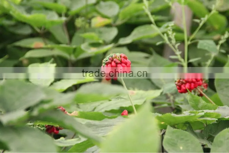 White Ginseng